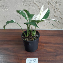 Load image into Gallery viewer, #D137 Two x Spathiphyllum Picasso