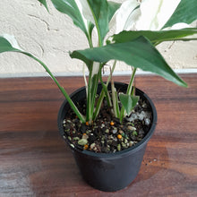 Load image into Gallery viewer, #D137 Two x Spathiphyllum Picasso