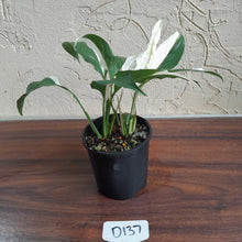 Load image into Gallery viewer, #D137 Two x Spathiphyllum Picasso