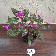 Load image into Gallery viewer, #G6 Sonerila Maculata