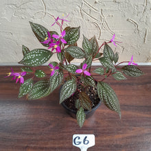 Load image into Gallery viewer, #G6 Sonerila Maculata