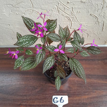 Load image into Gallery viewer, #G6 Sonerila Maculata