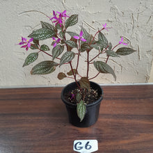 Load image into Gallery viewer, #G6 Sonerila Maculata