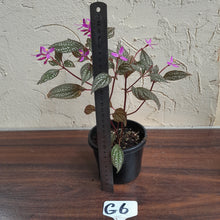 Load image into Gallery viewer, #G6 Sonerila Maculata