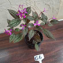Load image into Gallery viewer, #G6 Sonerila Maculata