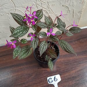 #G6 Sonerila Maculata