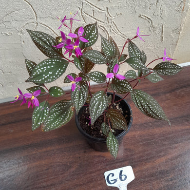#G6 Sonerila Maculata