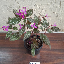 Load image into Gallery viewer, #G6 Sonerila Maculata