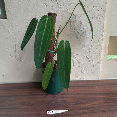 #G1 Very Large Anthurium Warocqueanum