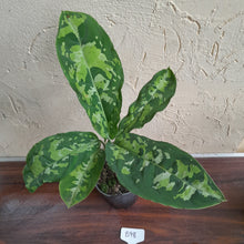 Load image into Gallery viewer, #B98 Large Aglaonema Pictum Tricolor