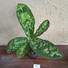 Load image into Gallery viewer, #B98 Large Aglaonema Pictum Tricolor