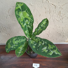 Load image into Gallery viewer, #B98 Large Aglaonema Pictum Tricolor