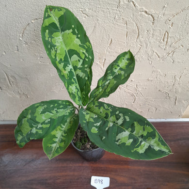#B98 Large Aglaonema Pictum Tricolor