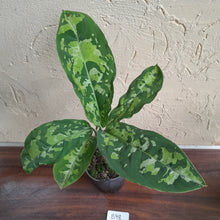 Load image into Gallery viewer, #B98 Large Aglaonema Pictum Tricolor