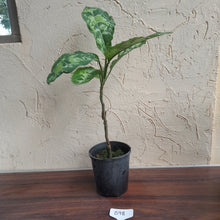 Load image into Gallery viewer, #B98 Large Aglaonema Pictum Tricolor