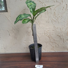 Load image into Gallery viewer, #B98 Large Aglaonema Pictum Tricolor