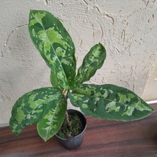 Load image into Gallery viewer, #B98 Large Aglaonema Pictum Tricolor
