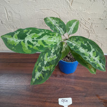 Load image into Gallery viewer, #94 Large Aglaonema Pictum Tricolor