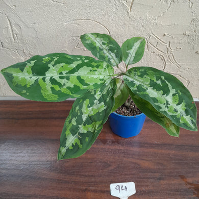 #94 Large Aglaonema Pictum Tricolor