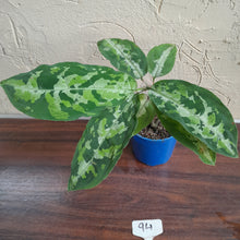 Load image into Gallery viewer, #94 Large Aglaonema Pictum Tricolor