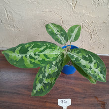 Load image into Gallery viewer, #94 Large Aglaonema Pictum Tricolor