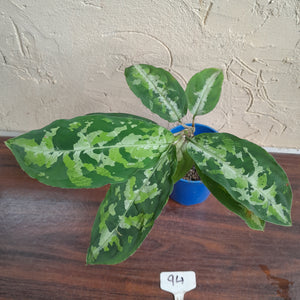 #94 Large Aglaonema Pictum Tricolor