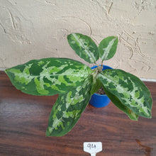 Load image into Gallery viewer, #94 Large Aglaonema Pictum Tricolor
