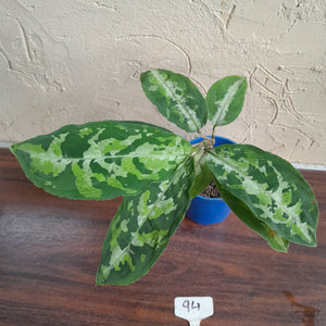 #94 Large Aglaonema Pictum Tricolor