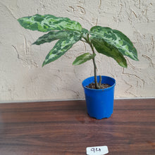 Load image into Gallery viewer, #94 Large Aglaonema Pictum Tricolor
