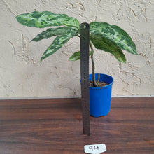 Load image into Gallery viewer, #94 Large Aglaonema Pictum Tricolor