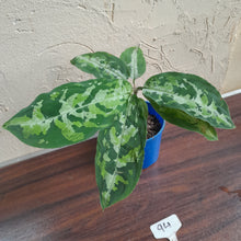 Load image into Gallery viewer, #94 Large Aglaonema Pictum Tricolor
