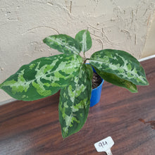Load image into Gallery viewer, #94 Large Aglaonema Pictum Tricolor