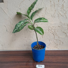 Load image into Gallery viewer, #94 Large Aglaonema Pictum Tricolor