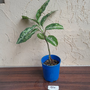 #94 Large Aglaonema Pictum Tricolor