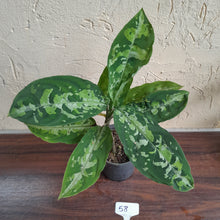 Load image into Gallery viewer, #58 Large Aglaonema Pictum Tricolor