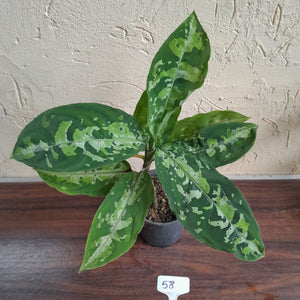 #58 Large Aglaonema Pictum Tricolor