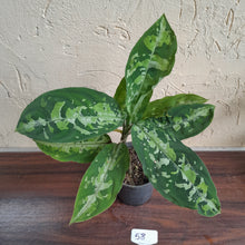 Load image into Gallery viewer, #58 Large Aglaonema Pictum Tricolor