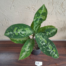 Load image into Gallery viewer, #58 Large Aglaonema Pictum Tricolor