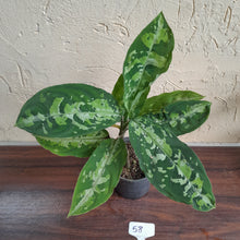 Load image into Gallery viewer, #58 Large Aglaonema Pictum Tricolor