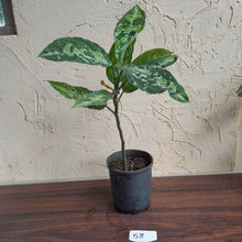 Load image into Gallery viewer, #58 Large Aglaonema Pictum Tricolor