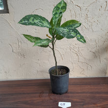 Load image into Gallery viewer, #58 Large Aglaonema Pictum Tricolor