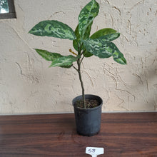 Load image into Gallery viewer, #58 Large Aglaonema Pictum Tricolor