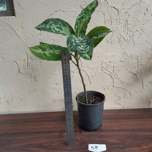 Load image into Gallery viewer, #58 Large Aglaonema Pictum Tricolor