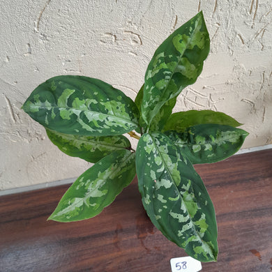 #58 Large Aglaonema Pictum Tricolor