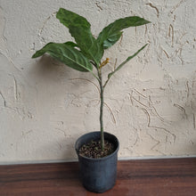 Load image into Gallery viewer, #58 Large Aglaonema Pictum Tricolor
