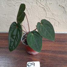 Load image into Gallery viewer, #G9 Anthurium Blood Moon / Hoffmanii