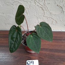 Load image into Gallery viewer, #G9 Anthurium Blood Moon / Hoffmanii