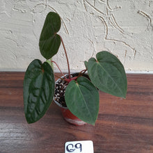 Load image into Gallery viewer, #G9 Anthurium Blood Moon / Hoffmanii