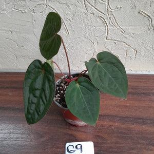 #G9 Anthurium Blood Moon / Hoffmanii