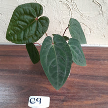 Load image into Gallery viewer, #G9 Anthurium Blood Moon / Hoffmanii